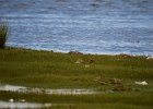Oeverloper (Common sandpiper) (Actitis hypoleucos) - Ogii Nuur 14-08-2016 (2)